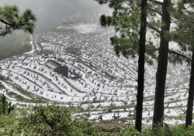 La nieve cubre de blanco los viñedos de La Palma. Francisco Vicente Jorge Molina