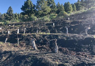 Viñedos centenarios enterrados bajo la lava del volcán